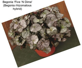 Begonia ‘Five ‘N Dime\' (Begonia rhizomatous hybrid)