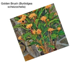 Golden Brush (Burbidgea scheizocheila)