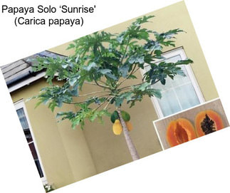 Papaya Solo ‘Sunrise\' (Carica papaya)