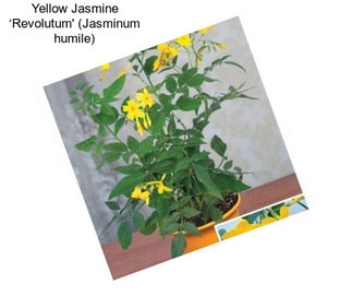 Yellow Jasmine ‘Revolutum\' (Jasminum humile)