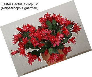 Easter Cactus \'Scorpius\' (Rhipsalidopsis gaertneri)