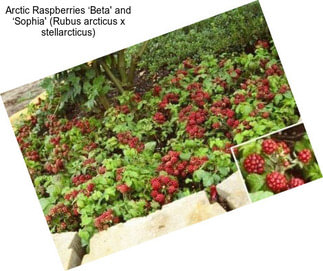 Arctic Raspberries ‘Beta\' and ‘Sophia\' (Rubus arcticus x stellarcticus)