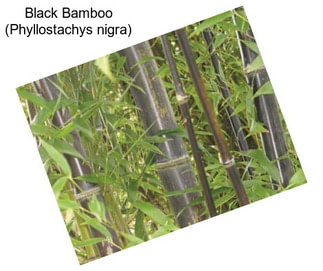 Black Bamboo (Phyllostachys nigra)