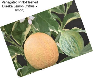 Variegated Pink-Fleshed Eureka Lemon (Citrus x limon)