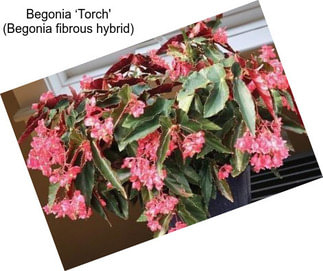 Begonia ‘Torch\' (Begonia fibrous hybrid)