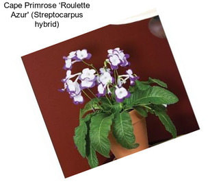 Cape Primrose ‘Roulette Azur\' (Streptocarpus hybrid)