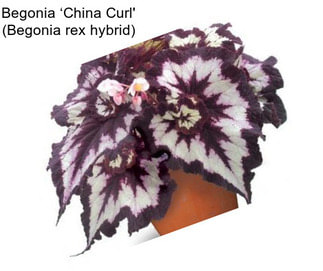 Begonia ‘China Curl\' (Begonia rex hybrid)