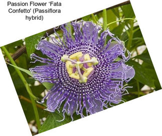 Passion Flower ‘Fata Confetto\' (Passiflora hybrid)