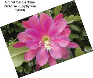 Orchid Cactus ‘Blue Paradise\' (Epiphyllum hybrid)