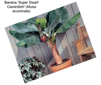 Banana ‘Super Dwarf Cavendish\' (Musa acuminata)