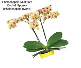 Phalaenopsis Multiflora Orchid ‘Spunky\' (Phalaenopsis hybrid)