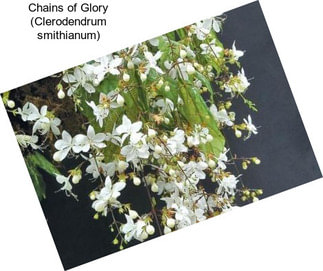 Chains of Glory (Clerodendrum smithianum)