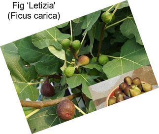 Fig ‘Letizia\' (Ficus carica)