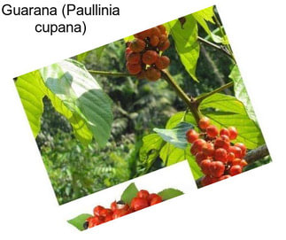 Guarana (Paullinia cupana)