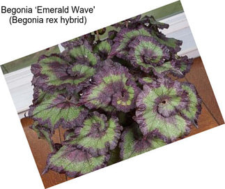 Begonia ‘Emerald Wave\' (Begonia rex hybrid)