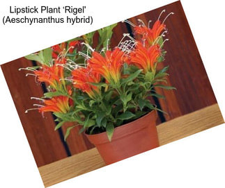 Lipstick Plant ‘Rigel\' (Aeschynanthus hybrid)