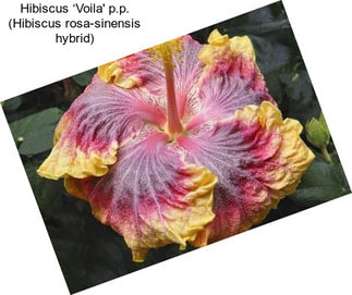 Hibiscus ‘Voila\' p.p. (Hibiscus rosa-sinensis hybrid)