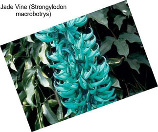 Jade Vine (Strongylodon macrobotrys)