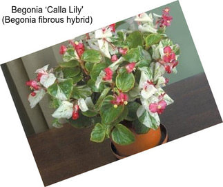 Begonia ‘Calla Lily\' (Begonia fibrous hybrid)