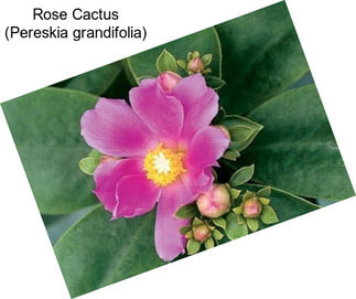 Rose Cactus (Pereskia grandifolia)
