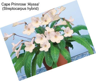 Cape Primrose ‘Alyssa\' (Streptocarpus hybrid)