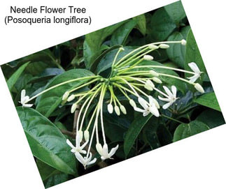 Needle Flower Tree (Posoqueria longiflora)