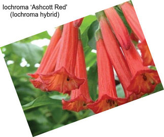 Iochroma ‘Ashcott Red\' (Iochroma hybrid)