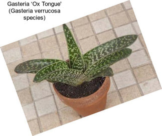 Gasteria ‘Ox Tongue\' (Gasteria verrucosa species)