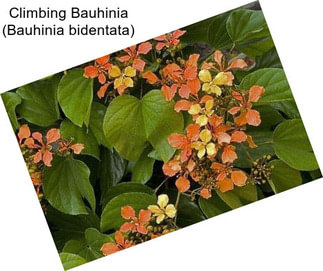 Climbing Bauhinia (Bauhinia bidentata)