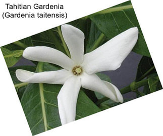 Tahitian Gardenia (Gardenia taitensis)