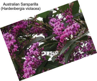 Australian Sarsparilla (Hardenbergia violacea)