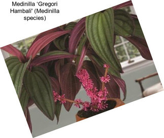 Medinilla ‘Gregori Hambali\' (Medinilla species)