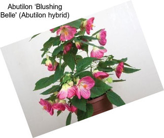 Abutilon ‘Blushing Belle\' (Abutilon hybrid)