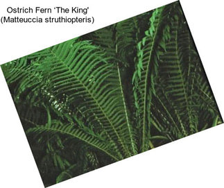 Ostrich Fern ‘The King\' (Matteuccia struthiopteris)