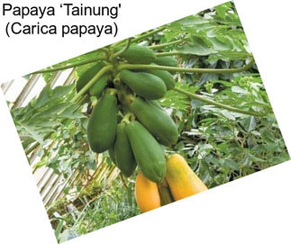 Papaya ‘Tainung\' (Carica papaya)