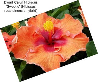 Dwarf Cajun Hibiscus ‘Sweetie\' (Hibiscus rosa-sinensis hybrid)