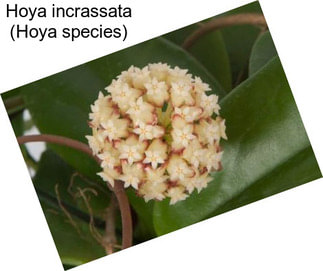 Hoya incrassata (Hoya species)