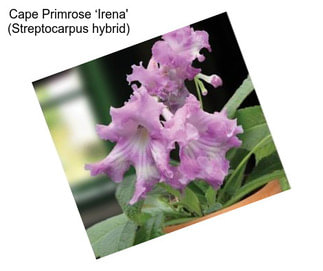 Cape Primrose ‘Irena\' (Streptocarpus hybrid)