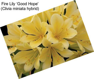 Fire Lily ‘Good Hope\' (Clivia miniata hybrid)