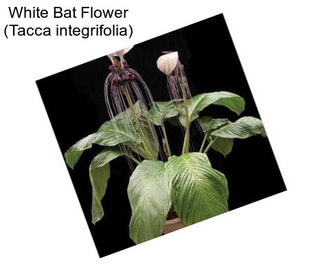 White Bat Flower (Tacca integrifolia)
