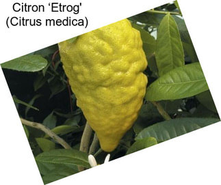Citron ‘Etrog\' (Citrus medica)