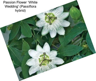 Passion Flower ‘White Wedding\' (Passiflora hybrid)