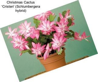 Christmas Cactus ‘Cristen\' (Schlumbergera hybrid)