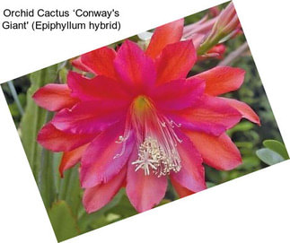 Orchid Cactus ‘Conway\'s Giant\' (Epiphyllum hybrid)