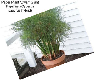 Paper Plant ‘Dwarf Giant Papyrus\' (Cyperus papyrus hybrid)