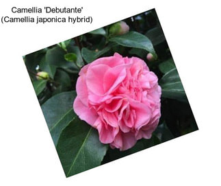 Camellia \'Debutante\' (Camellia japonica hybrid)