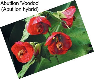 Abutilon \'Voodoo\' (Abutilon hybrid)