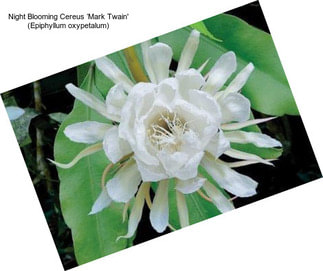 Night Blooming Cereus ‘Mark Twain\' (Epiphyllum oxypetalum)