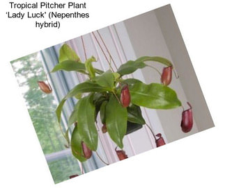 Tropical Pitcher Plant ‘Lady Luck\' (Nepenthes hybrid)