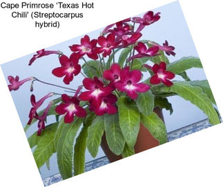 Cape Primrose ‘Texas Hot Chili\' (Streptocarpus hybrid)